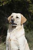 LABRADOR 761